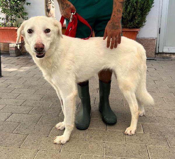AURORA BELLISSIMA CAGNOLINA Foto 6